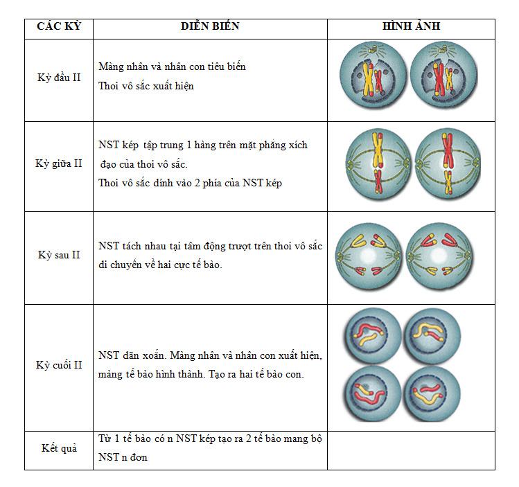 Sự khác nhau giữa nguyên phân và giảm phân