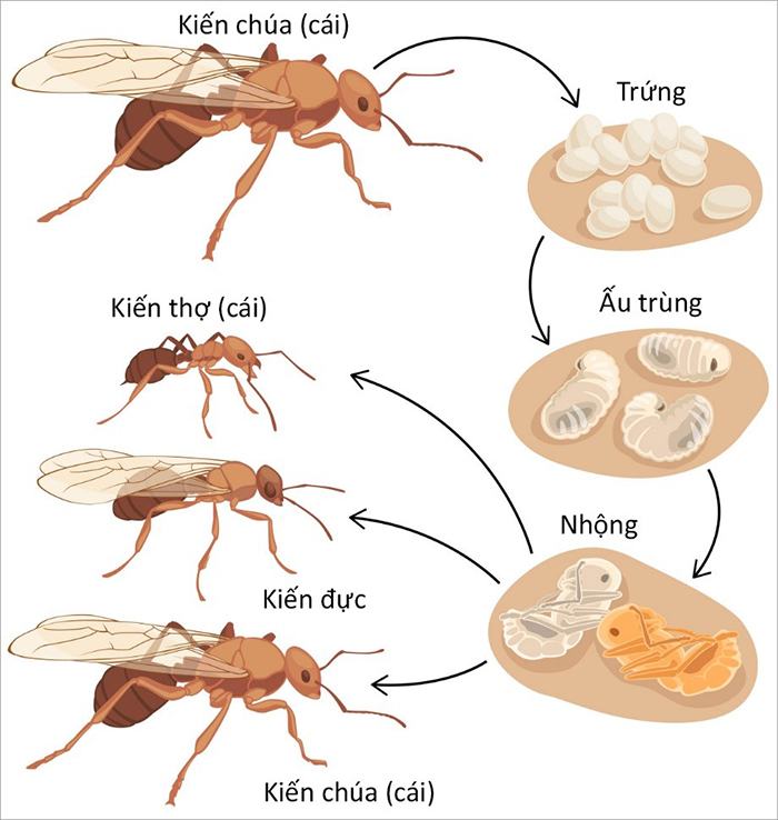 Sự khác nhau giữa phát triển qua biến thái và không qua biến thái