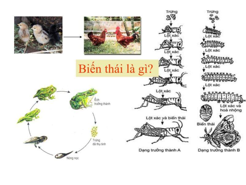 Sự khác nhau giữa phát triển qua biến thái và không qua biến thái