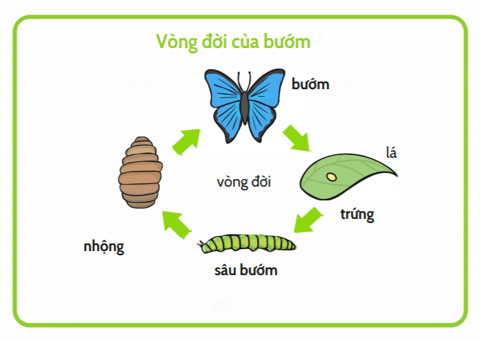 Sự khác nhau giữa phát triển qua biến thái và không qua biến thái