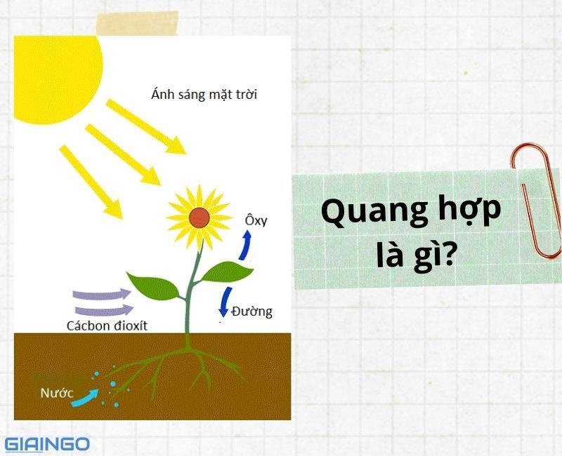 Sự khác nhau giữa quang hợp và hô hấp? Sinh học lớp 10