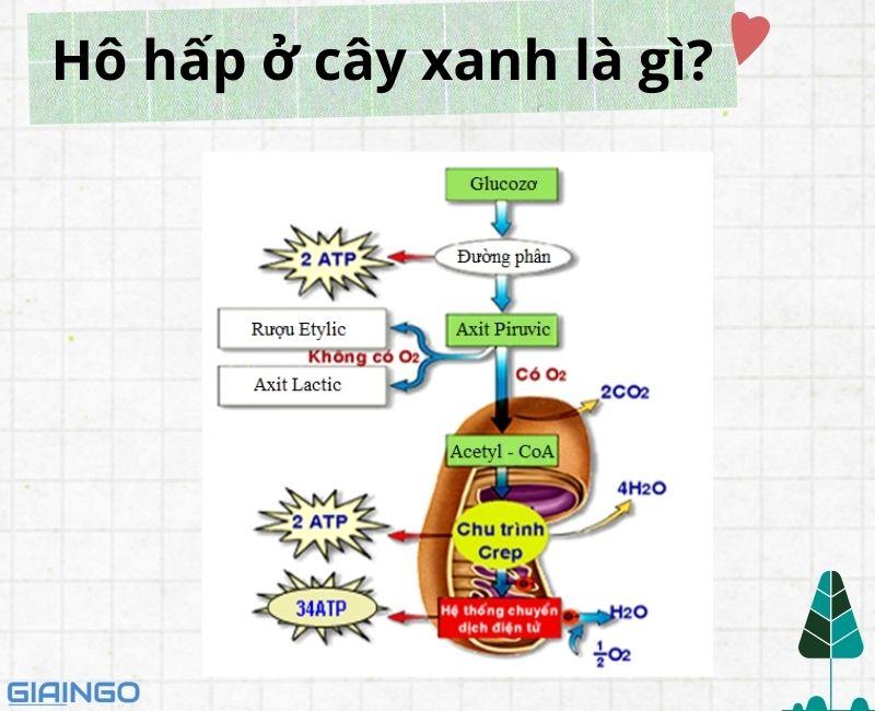 su khac nhau giua quang hop va ho hap