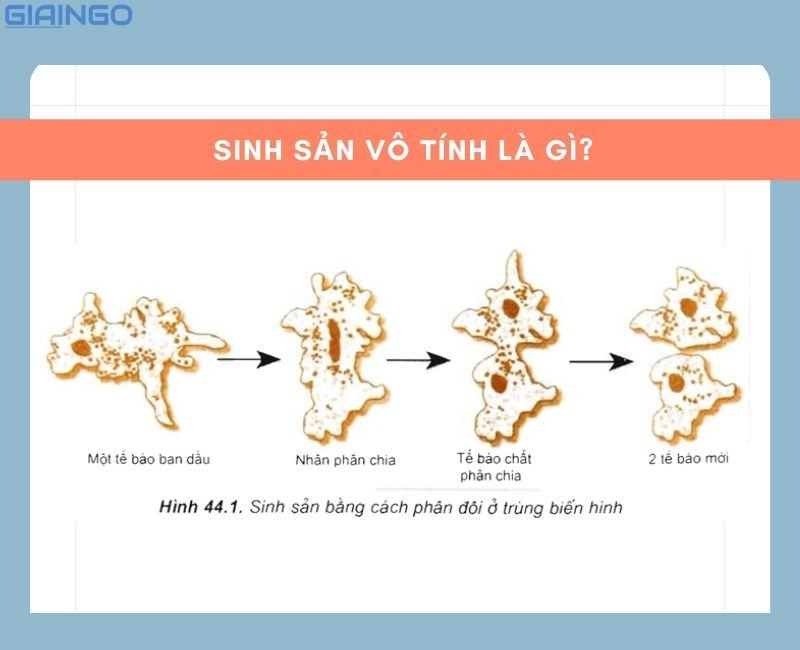 Sự khác nhau giữa sinh sản vô tính và sinh sản hữu tính?