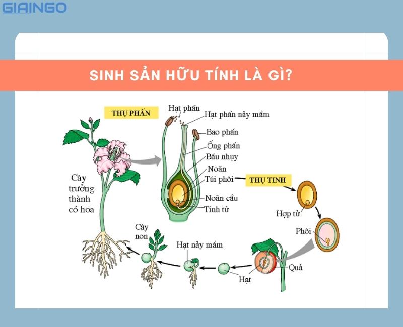 su khac nhau giua sinh san vo tinh va sinh san huu tinh