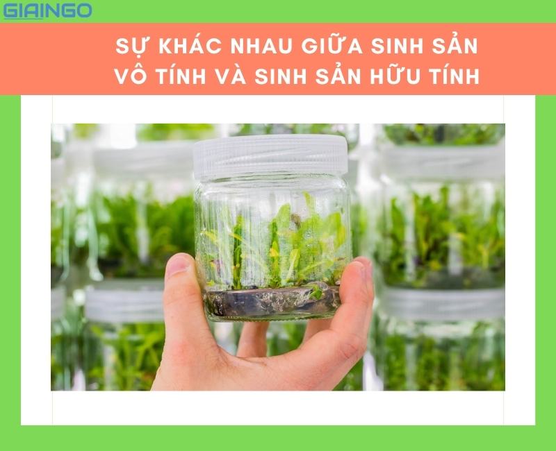 su khac nhau giua sinh san vo tinh va sinh san huu tinh