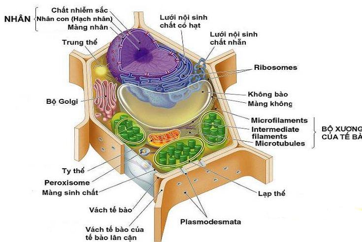 sự khác nhau giữa tế bào động vật và tế bào thực vật