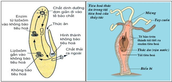 Sự khác nhau giữa tiêu hóa nội bào và ngoại bào