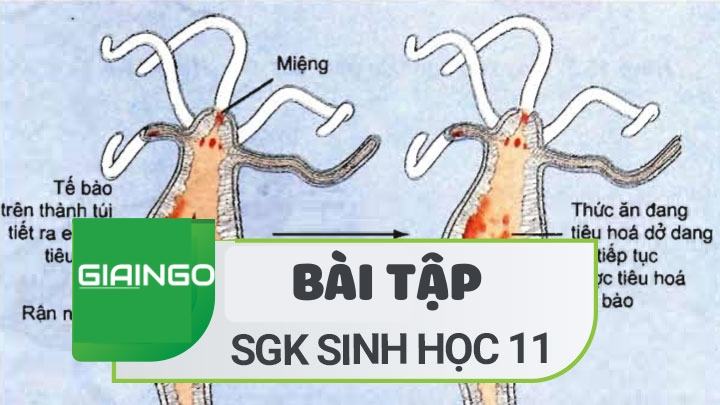 Sự khác nhau giữa tiêu hóa nội bào và ngoại bào