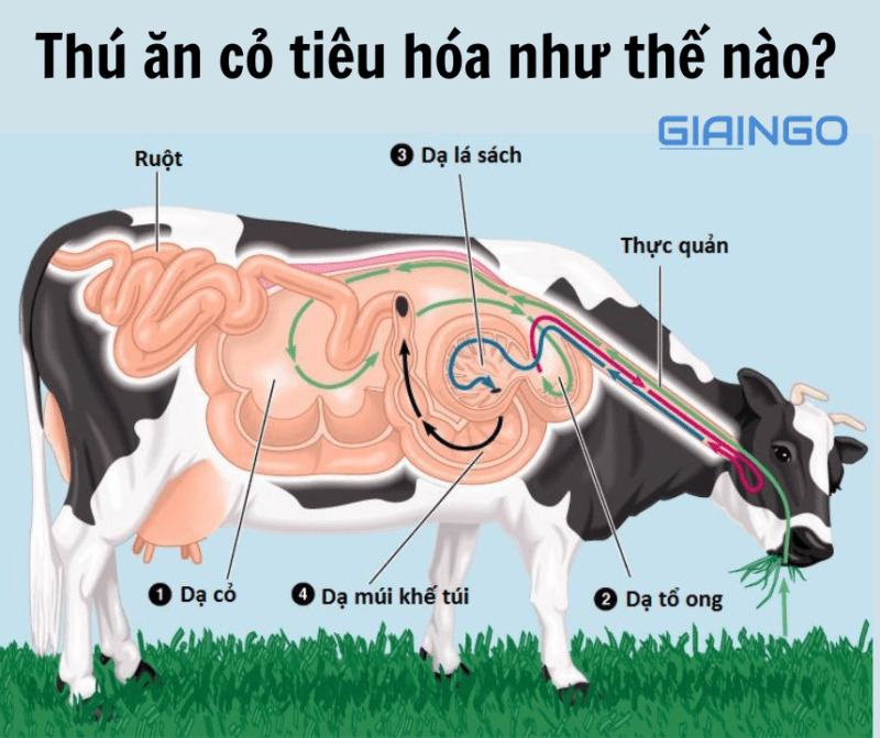 Sự tiêu hóa thức ăn ở thú ăn cỏ như thế nào?