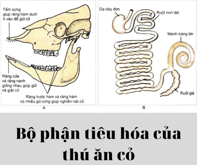 Sự tiêu hóa thức ăn ở thú ăn cỏ như thế nào?