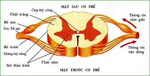 tại sao nói dây thần kinh tuỷ là dây pha