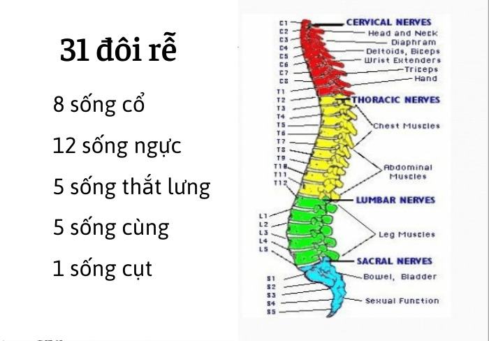 tại sao nói dây thần kinh tuỷ là dây pha