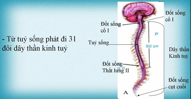 Tại sao nói dây thần kinh tủy là dây pha?