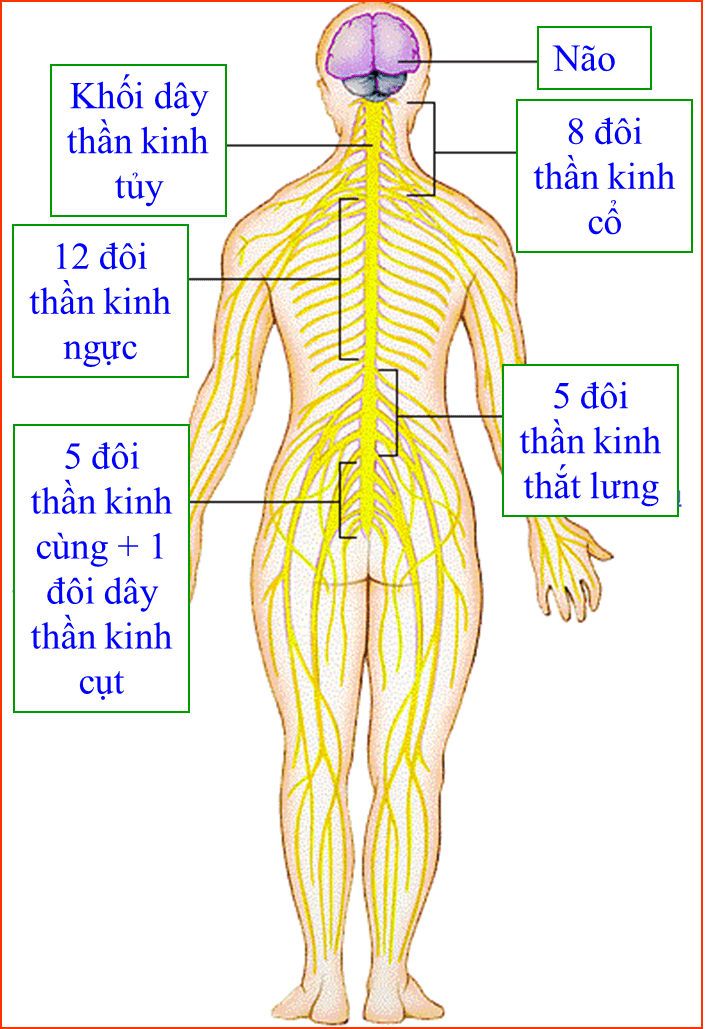 tại sao nói dây thần kinh tuỷ là dây pha