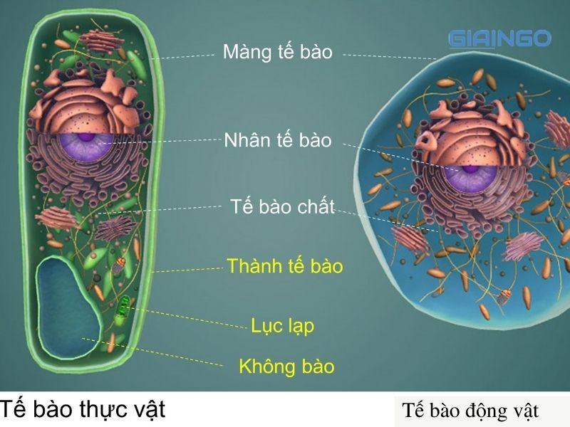 Hãy chứng minh tế bào là đơn vị chức năng của cơ thể