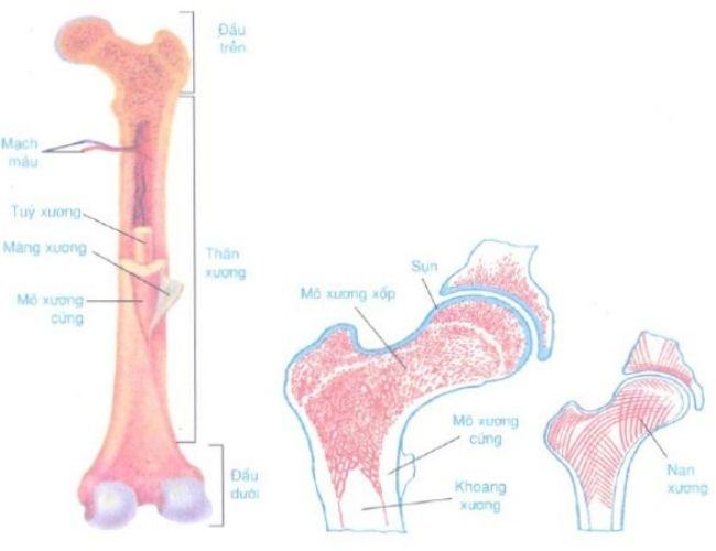 Cấu tạo và tính chất của xương? Chức năng của xương là gì?