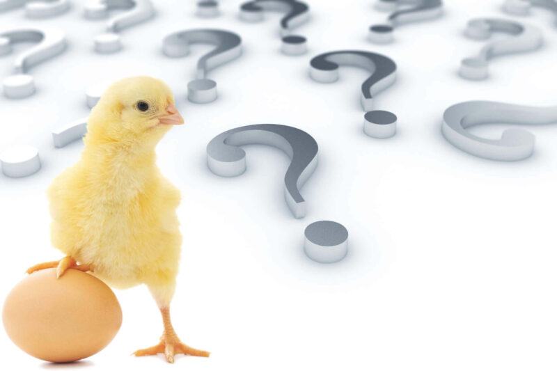 Trứng có trước hay gà có trước? Giải đáp câu hỏi 1001 người thắc mắc