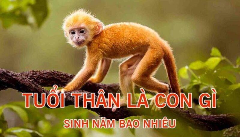 Phong thủy tuổi Thân hợp màu gì? Tuổi Thân khắc màu gì?