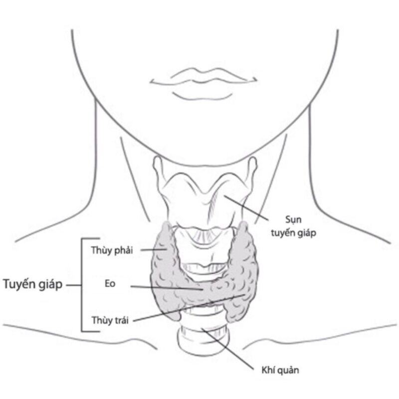 tuyến giáp nằm ở đâu