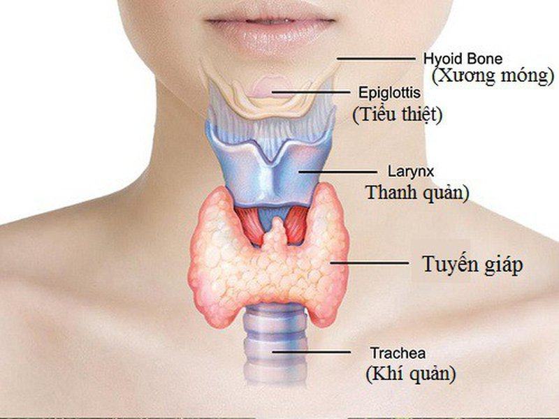 Tuyến giáp nằm ở đâu? 5 nguyên nhân chủ yếu gây bệnh tuyến giáp