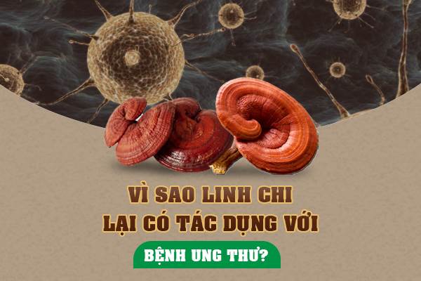 Nấm linh chi có tác dụng gì? Nấm linh chi có an toàn không?