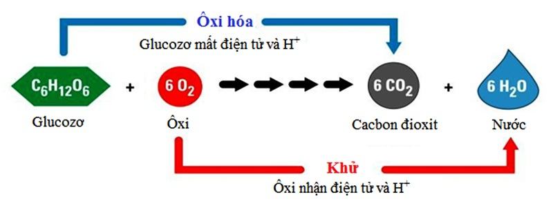 Vai tro cua oxi doi voi ho hap cua cay