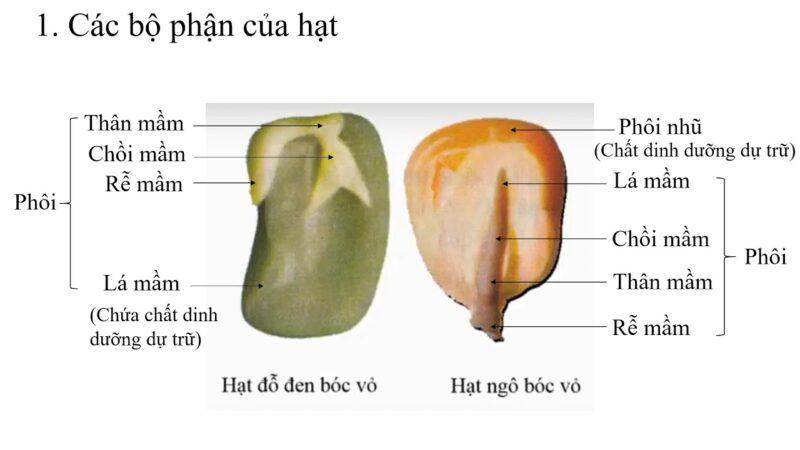 Vì sao người ta chỉ giữ lại làm giống các hạt to chắc mẩy không bị sứt sẹo và không bị sâu bệnh?