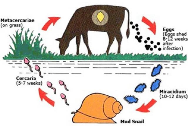 Vì sao trâu, bò nước ta mắc bệnh sán lá gan nhiều?